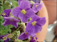 c085.webp