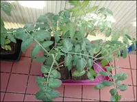 c087.webp