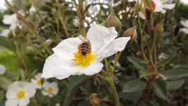 Zistrose (1).webp