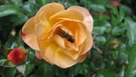 rose sedana.JPG