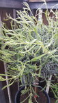 20210328_172937.jpg