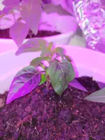 P_20210329_220616.webp