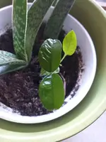 20210330_093851.webp