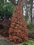 Verrekkeriana  compostifolia_02.jpg