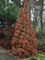 Verrekkeriana  compostifolia_02.jpg