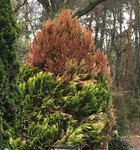 Verrekkeriana compostifolia_03.jpg