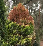 Verrekkeriana compostifolia_03.jpg