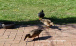 Forum Duckies 2021_03_29 P1160724.jpg
