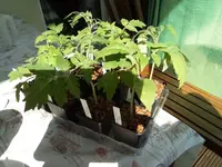 IMG_20210331_134140.webp