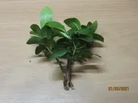 Bonsai Steckling1.webp
