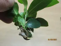 Bonsai Steckling2.webp