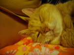 IMGP2454.JPG