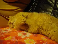 IMGP2450.webp