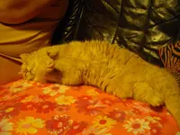 IMGP2451.webp