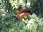 P1100558Eichhörnchen.JPG