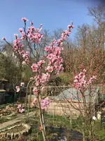 Pfirsich Blüten.webp