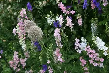 einj.Rittersporn0120.webp