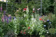 Juni8416.webp