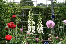 Juni8816a.webp