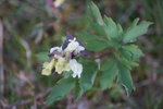 DSC00505.JPG