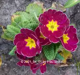 Forum Primel rot Terrasse 2021_04_01 P1160735.webp