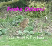 Forum Hase Feldhase Insel 2012_04_02 P1160738.webp