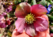Erste Woche im April 5.webp