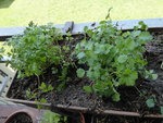 P1030045Kerbel und Pimpinelle.JPG