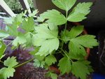 P1030046Liebstöckel.JPG