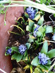 P1030049Hyazinthen.JPG