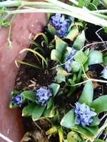 P1030049Hyazinthen.webp