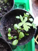 P1030051Lupinen.webp