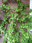 P1030053Kletterhortensie.JPG