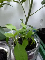 P1030057Snackpaprika.webp