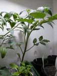 P1030061Schwarze von der KRim.JPG