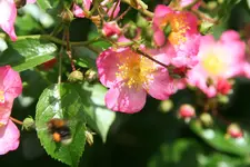 Rose Juanita1219.webp