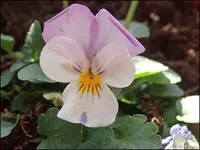 c004.webp