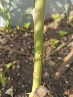 IMG_20210403_180306.webp IMG_20210403_180306.webp