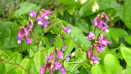 DSCN4490.webp