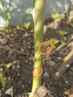 IMG_20210403_180959.webp IMG_20210403_180959.webp