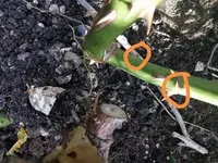 IMG_20210403_180930.webp IMG_20210403_180930.webp