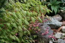 Epimedium0316.webp