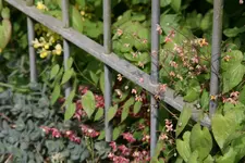 Epimedium0417.webp