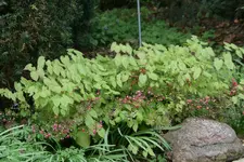 Epimedium0617.webp