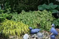 Epimedium0618.webp
