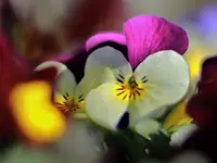 image001.webp