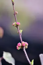 image008.webp