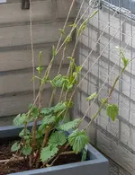 hopfen.webp