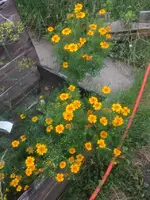 Orangentagetes.webp