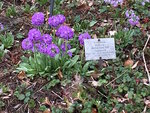 Bot.Garten_004.jpg